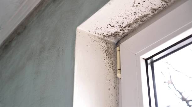 Best Commercial Mold Removal  in New Eagle, PA