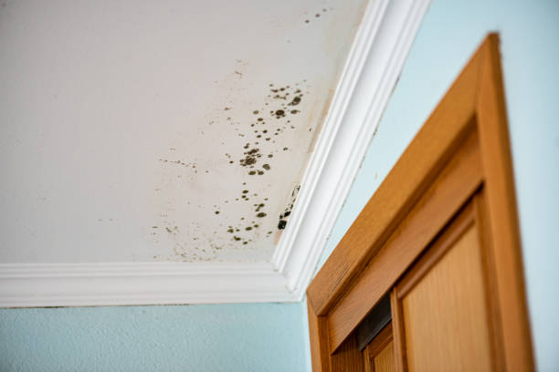 Best Mold Remediation  in New Eagle, PA