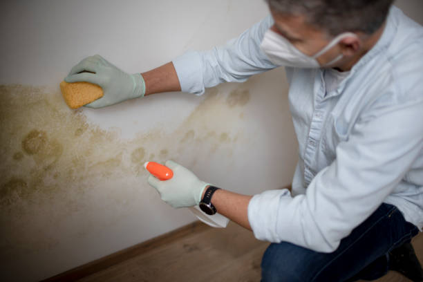 Best Mold Removal Near Me  in New Eagle, PA