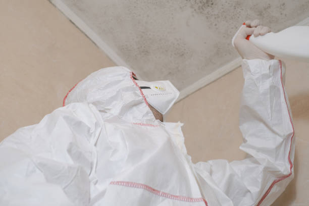 Best Fast Mold Removal  in New Eagle, PA