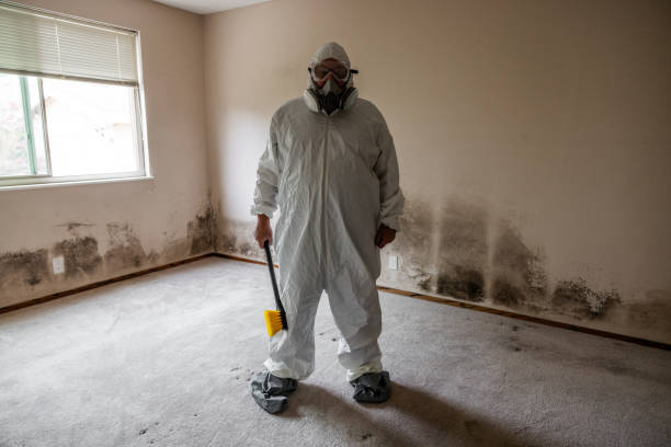 Best Attic Mold Removal  in New Eagle, PA