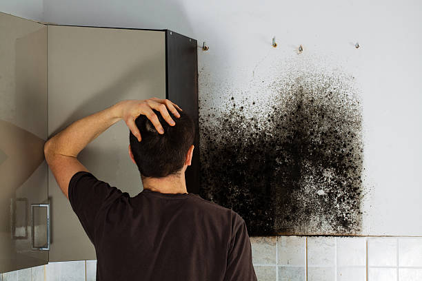 Best Same-Day Mold Removal  in New Eagle, PA