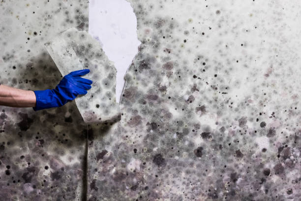 Best Crawl Space Mold Removal  in New Eagle, PA