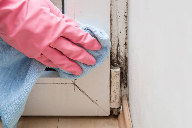 Crawl Space Mold Removal in New Eagle, PA