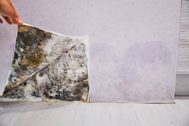 Best Mold Remediation  in New Eagle, PA